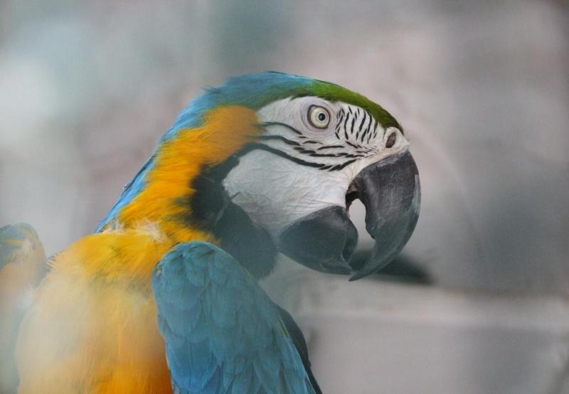 Blue-and-yellow macaw (Ara ararauna), Copyrights 2006 Maulik Suthar; DISPLAY FULL IMAGE.
