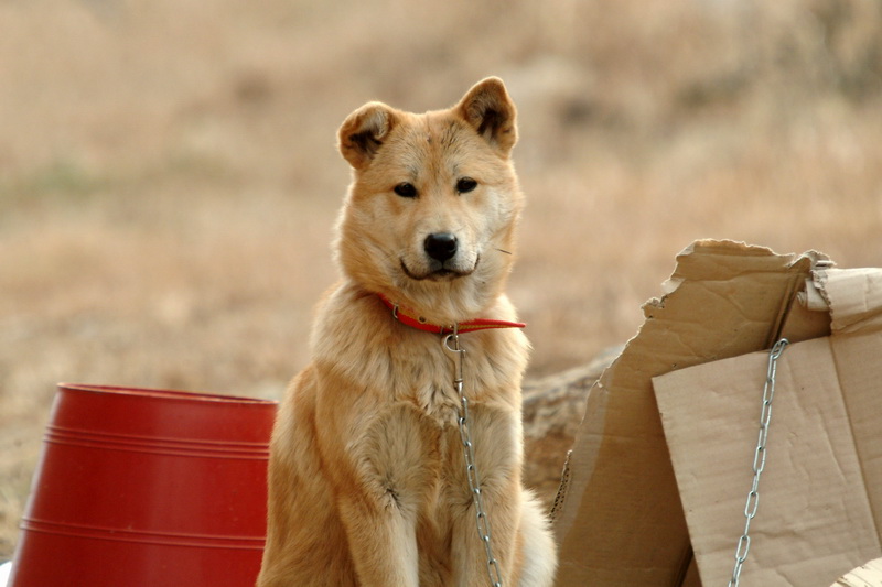 Jindo Dog - Korea; DISPLAY FULL IMAGE.