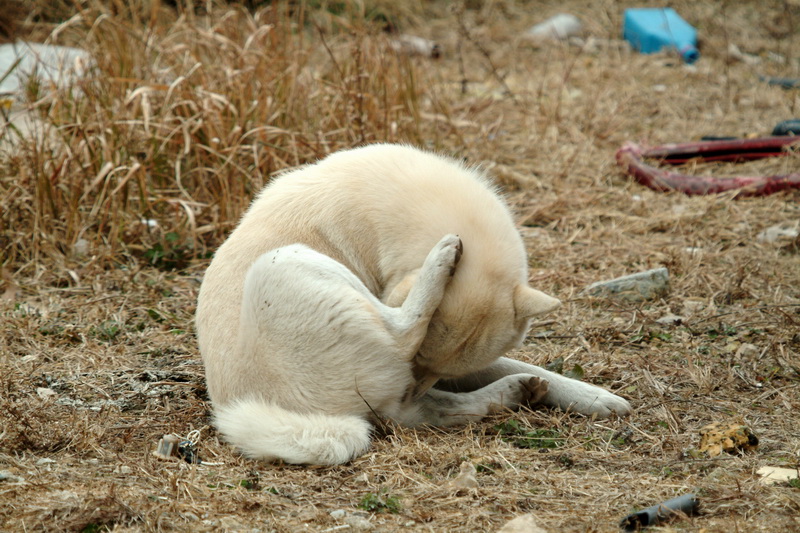 Jindo Dog - Korea; DISPLAY FULL IMAGE.