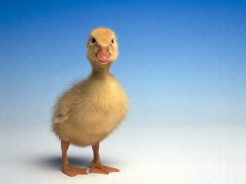 duckling; DISPLAY FULL IMAGE.