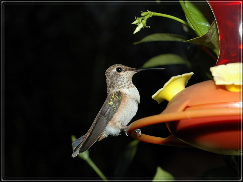 Hummingbirds; DISPLAY FULL IMAGE.