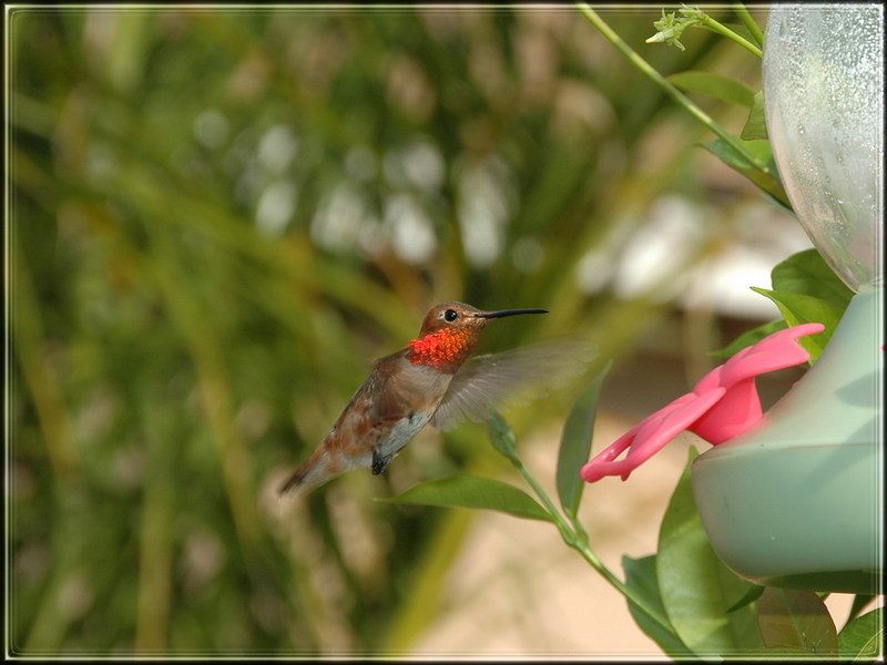 Hummingbirds; DISPLAY FULL IMAGE.