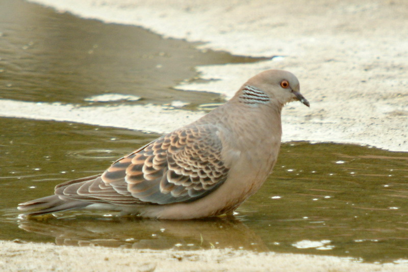 Streptopelia orientalis (Oriental Turtle Dove) {!--멧비둘기-->; DISPLAY FULL IMAGE.