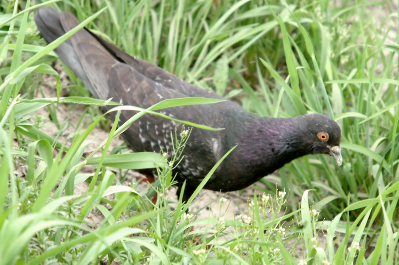 Columba livia domestica (Feral Pigeon) {!--비둘기-->; DISPLAY FULL IMAGE.