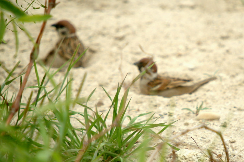 Sand-bathing Tree Sparrows; DISPLAY FULL IMAGE.