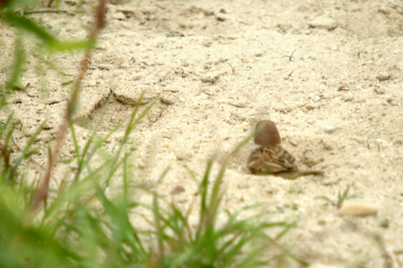Sand-bathing Tree Sparrow; DISPLAY FULL IMAGE.