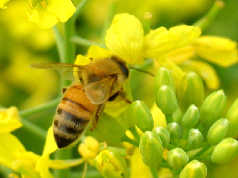 Apis mellifera (Western Honeybee) {!--양봉꿀벌-->; DISPLAY FULL IMAGE.