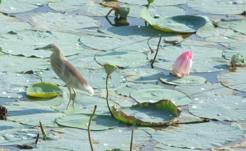 Pond Heron, Copyrights 2006 Maulik Suthar; DISPLAY FULL IMAGE.