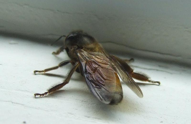 Honeybee , Copyrights 2006 Maulik Suthar; DISPLAY FULL IMAGE.