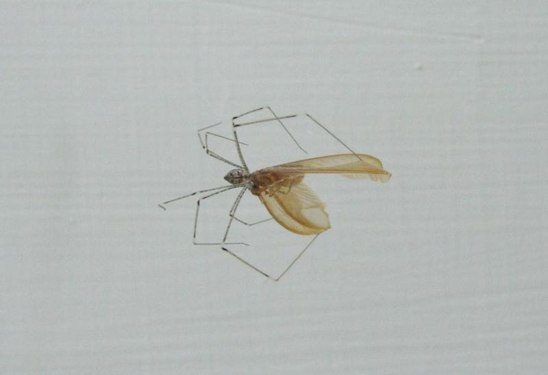 spider engulfing insect 2  , Copyrights 2006 Maulik Suthar; DISPLAY FULL IMAGE.