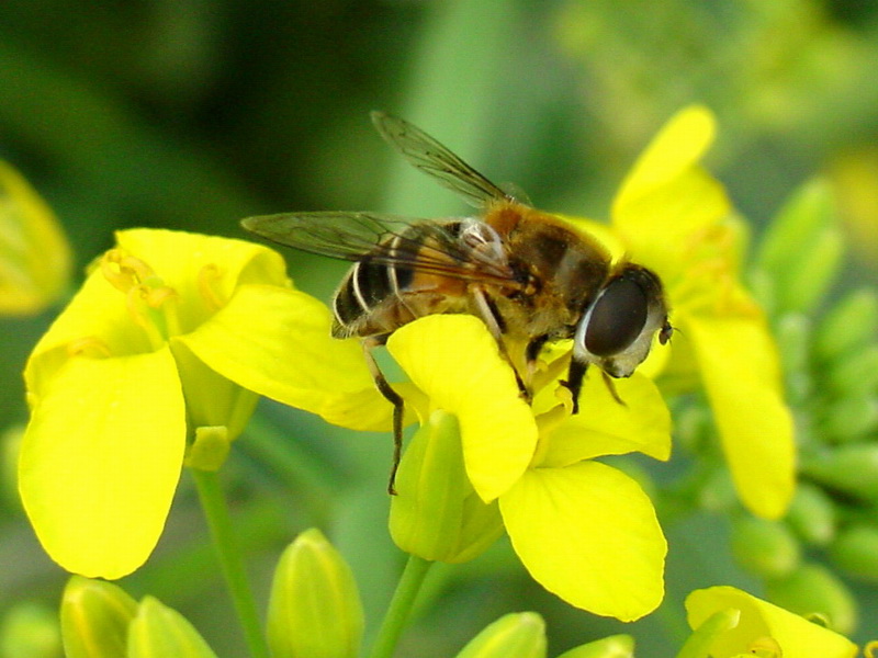 Hoverfly on yellow flower {!--꽃등에-->; DISPLAY FULL IMAGE.