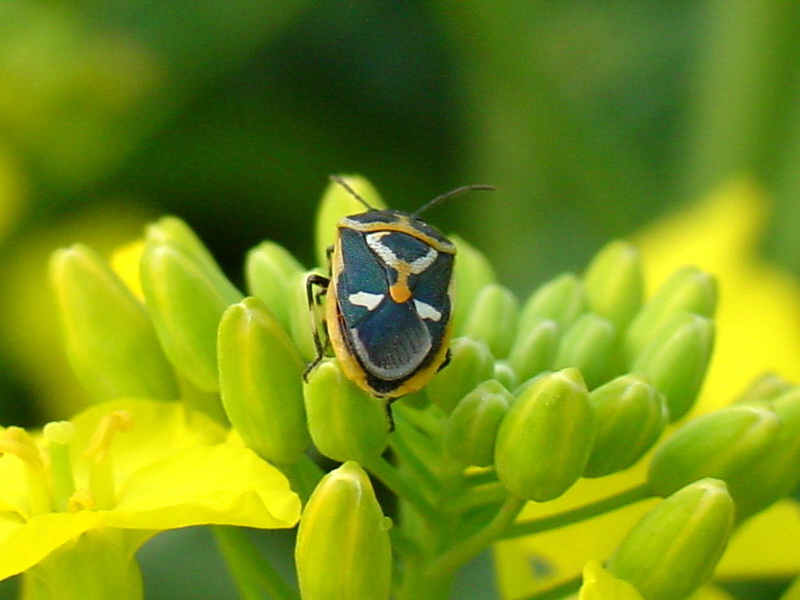 Eurydema gebleri (Northern Silk Stink Bug) {!--북쪽비단노린재-->; DISPLAY FULL IMAGE.