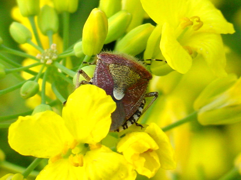 Dolycoris baccarum (Sloe Bug) {!--알락수염노린재-->; DISPLAY FULL IMAGE.