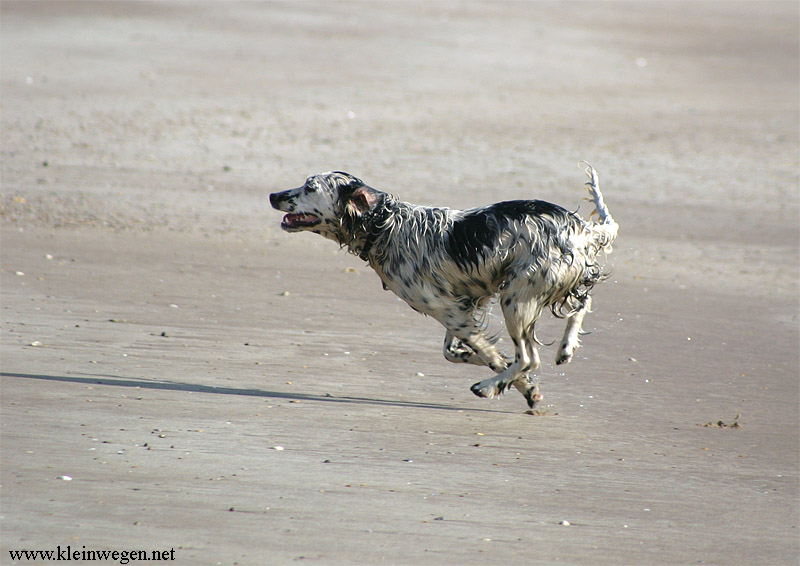 Running dog; DISPLAY FULL IMAGE.