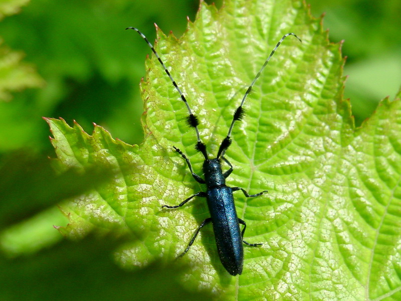 Agapanthia pilicornis (Agapanthia Long-horned Beetle) {!--남색초원하늘소-->; DISPLAY FULL IMAGE.