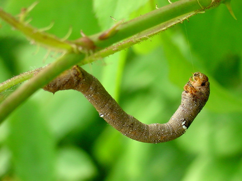 Caterpillar of a moth; DISPLAY FULL IMAGE.