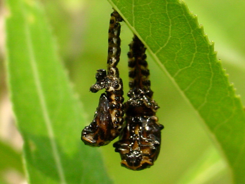 Pupae of Leaf Bugs {!--버들잎벌레의 번데기-->; DISPLAY FULL IMAGE.