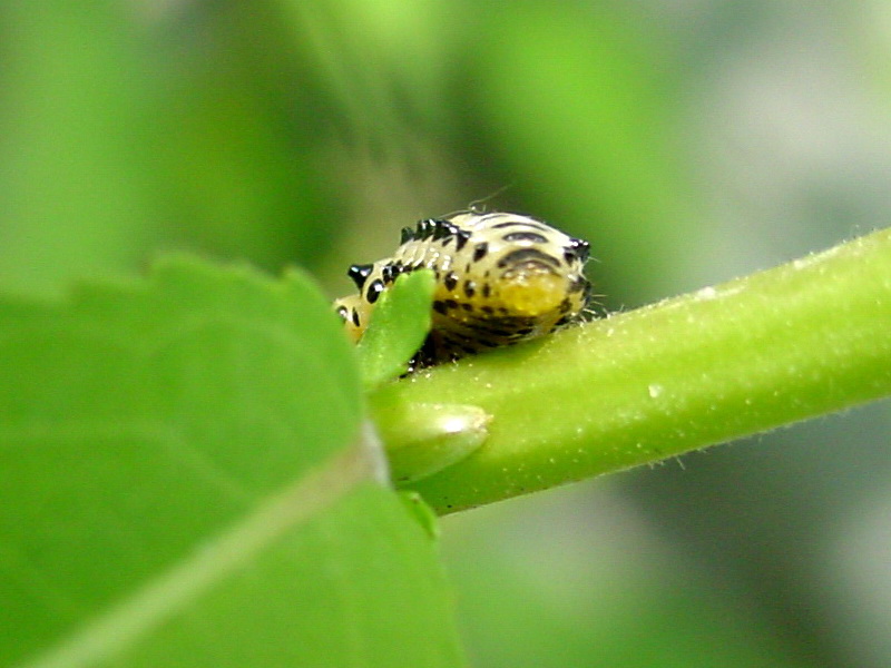 Larva of Leaf Bug {!--버들잎벌레의 유충-->; DISPLAY FULL IMAGE.