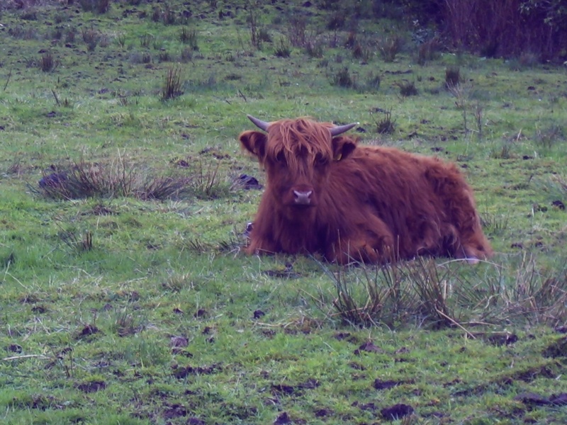 Highland cow from Isle of Rum; DISPLAY FULL IMAGE.