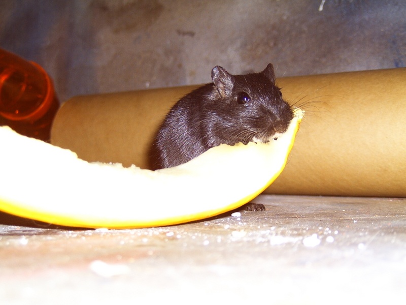 Gerbil with melon; DISPLAY FULL IMAGE.