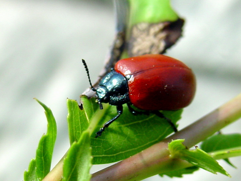 Chrysomela populi (Red Poplar Leaf Beetle) {!--사시나무잎벌레-->; DISPLAY FULL IMAGE.