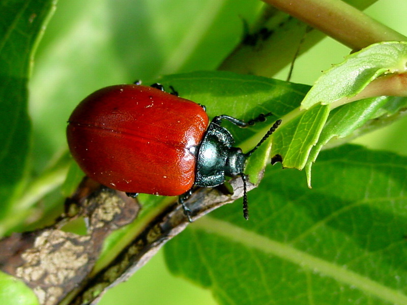 Chrysomela populi (Red Poplar Leaf Beetle) {!--사시나무잎벌레-->; DISPLAY FULL IMAGE.