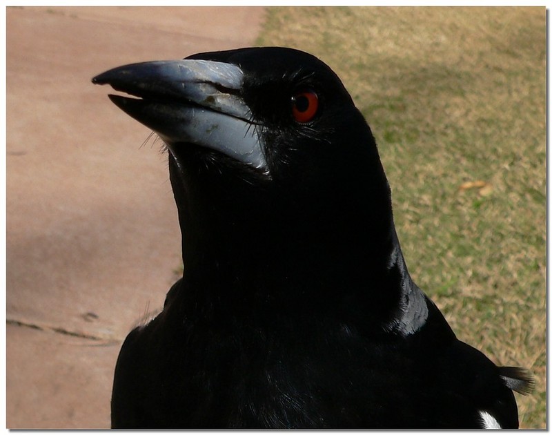 Australian Magpie; DISPLAY FULL IMAGE.