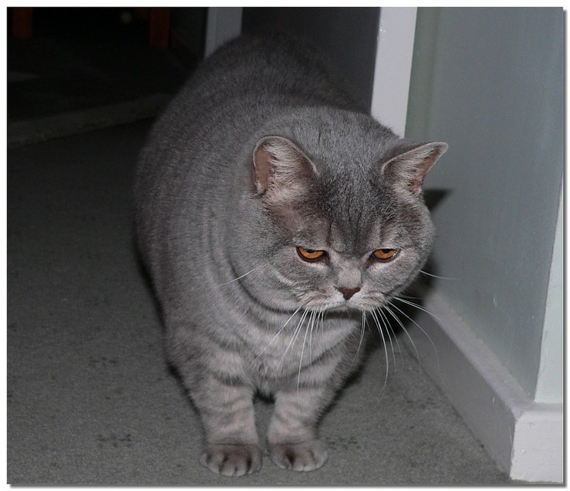 British Shorthair; DISPLAY FULL IMAGE.