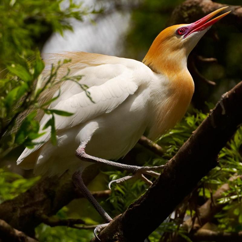 A cattle egret; DISPLAY FULL IMAGE.