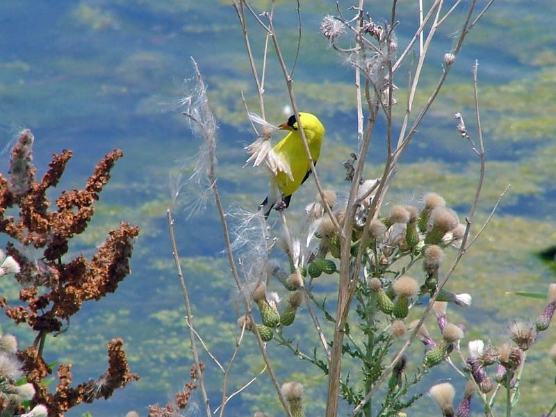 American Goldfinch; DISPLAY FULL IMAGE.
