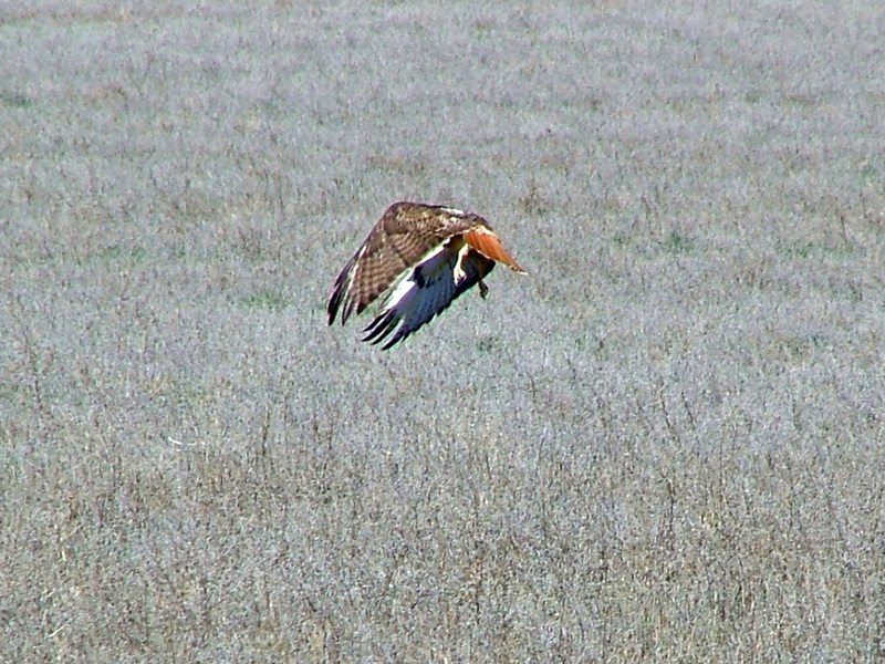 Red Tailed Hawk taking flight; DISPLAY FULL IMAGE.