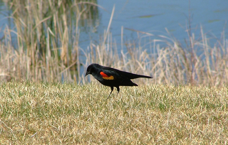 Red Winged Blackbird; DISPLAY FULL IMAGE.