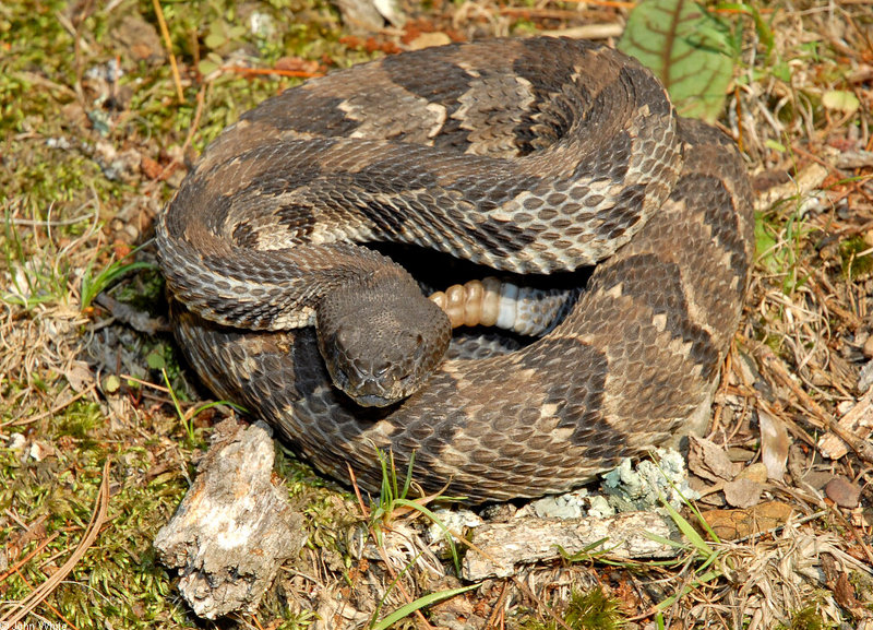 Timber Rattlesnake (Crotalus horridus); DISPLAY FULL IMAGE.