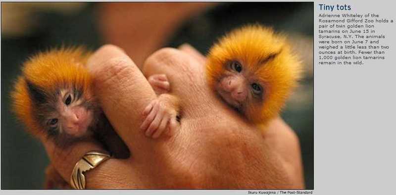 baby golden lion tamarin monkey