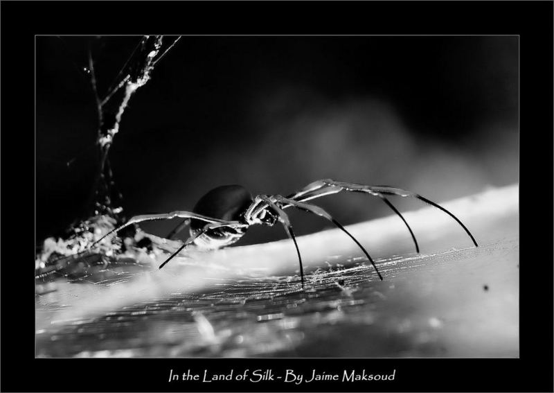 In the Land of Silk; DISPLAY FULL IMAGE.