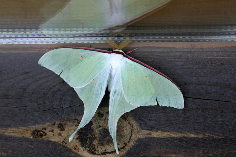 Actias gnoma (long-tailed greenish silk moth) {!--옥색긴꼬리산누에나방-->; DISPLAY FULL IMAGE.