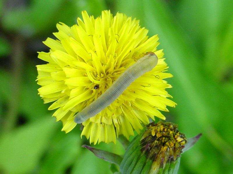 Larva on dandelion; DISPLAY FULL IMAGE.