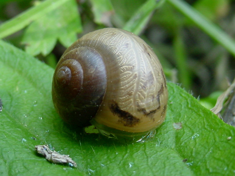Round Snail resting on leaf {!--달팽이-->; DISPLAY FULL IMAGE.