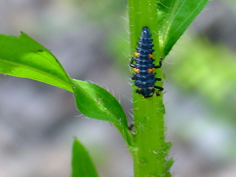 Ladybug's larva feeding on aphids {!--진딧물을 포식하는 무당벌레 유충-->; DISPLAY FULL IMAGE.