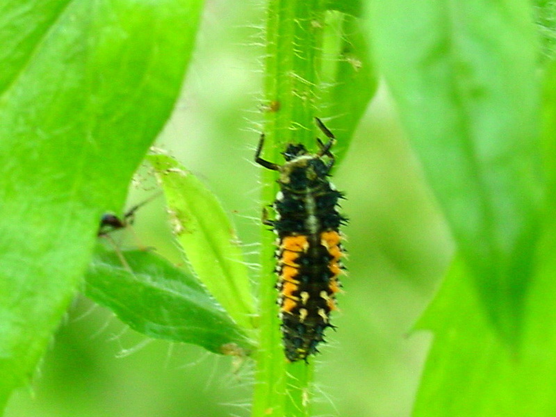 Ladybug's larva feeding on aphids {!--진딧물을 포식하는 무당벌레 유충-->; DISPLAY FULL IMAGE.