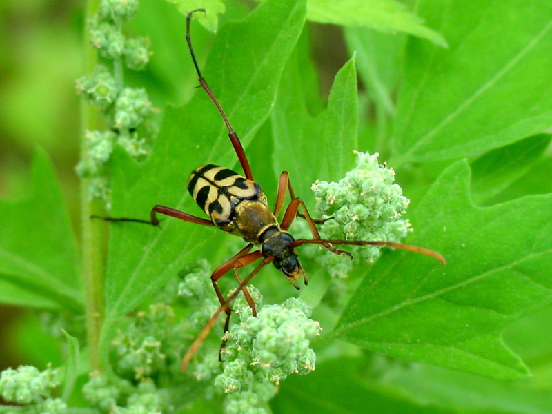 Leptura arcuata (Yellow-banded Longicorn Beetle) {!--긴알락꽃하늘소-->; DISPLAY FULL IMAGE.