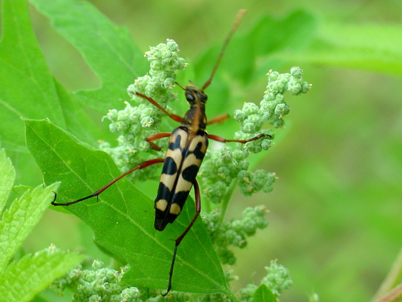 Leptura arcuata (Yellow-banded Longicorn Beetle) {!--긴알락꽃하늘소-->; DISPLAY FULL IMAGE.