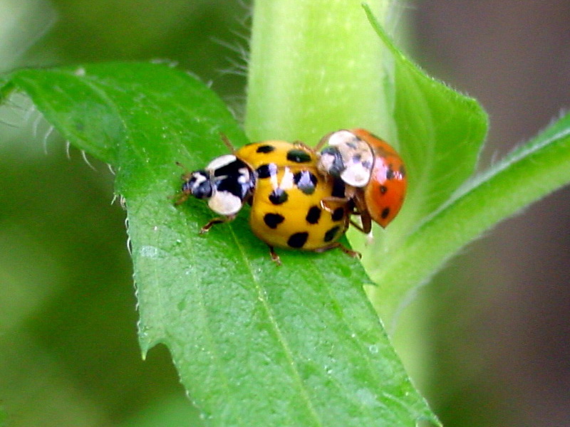 Ladybugs; DISPLAY FULL IMAGE.