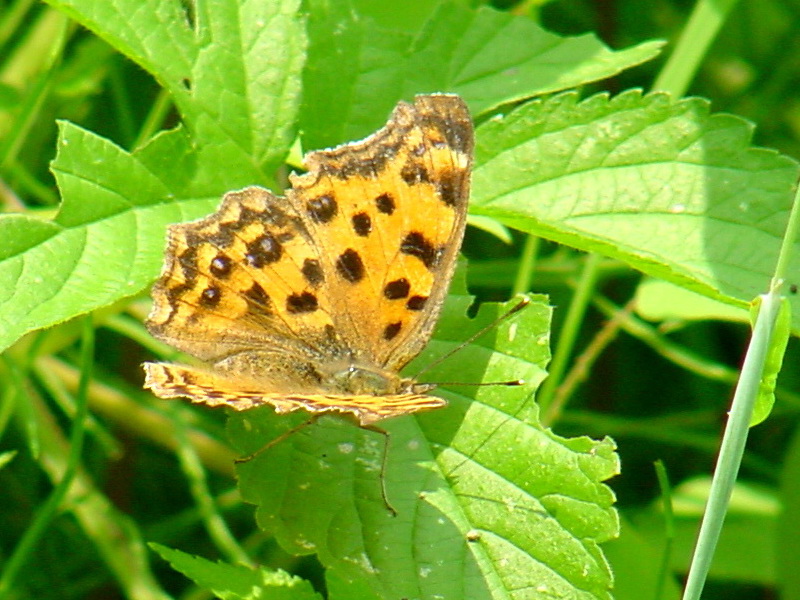 Polygonia c-aureum (Asian Comma Butterfly) {!--네발나비-->; DISPLAY FULL IMAGE.