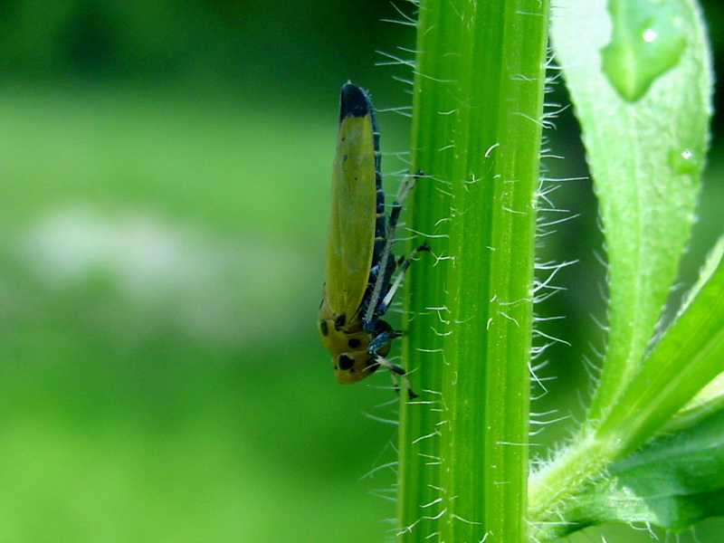 Bothrogonia japonica (Black-tipped leafhopper) {!--끝검은말매미충-->; DISPLAY FULL IMAGE.
