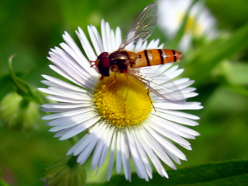 Episyrphus balteatus (Marmelade hoverfly) {!--호리꽃등에-->; DISPLAY FULL IMAGE.