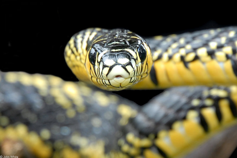 Snake with Attitude - Tiger Rat Snake (Spilotes pullatus)300; DISPLAY FULL IMAGE.