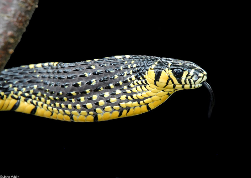 Snake with Attitude - Tiger Rat Snake (Spilotes pullatus)303; DISPLAY FULL IMAGE.