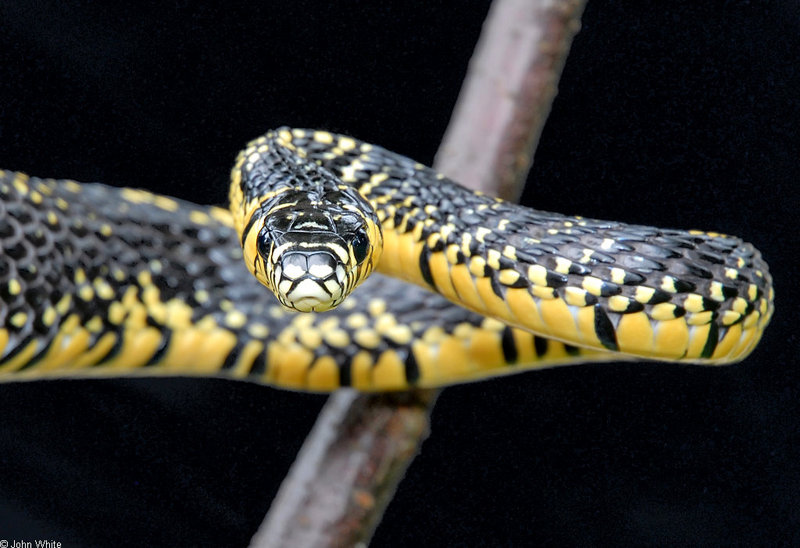 Snake with Attitude - Tiger Rat Snake (Spilotes pullatus)304; DISPLAY FULL IMAGE.