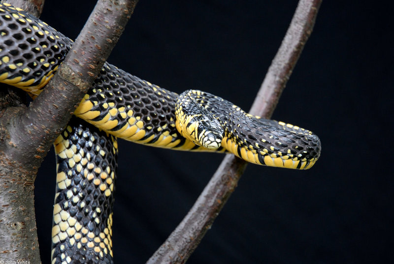 Snake with Attitude - Tiger Rat Snake (Spilotes pullatus)305; DISPLAY FULL IMAGE.